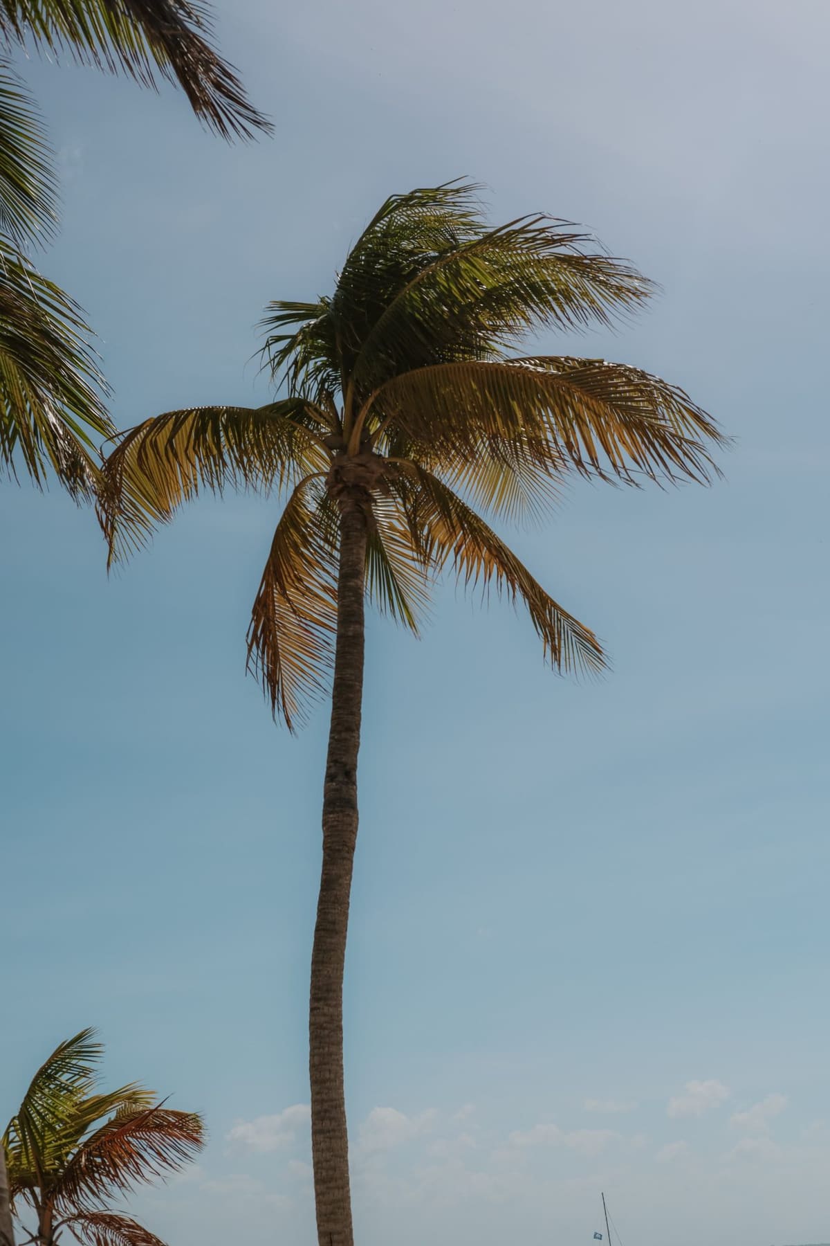 Snorkeling in Isla Mujeres: Reefs, MUSA & Where to Go
